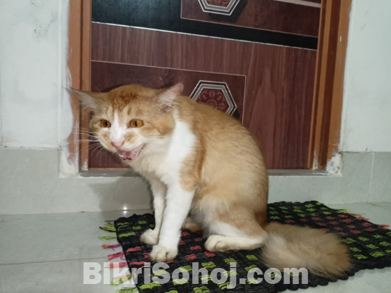 ক্যালিকো বিড়াল